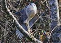 Nycticorax nycticorax